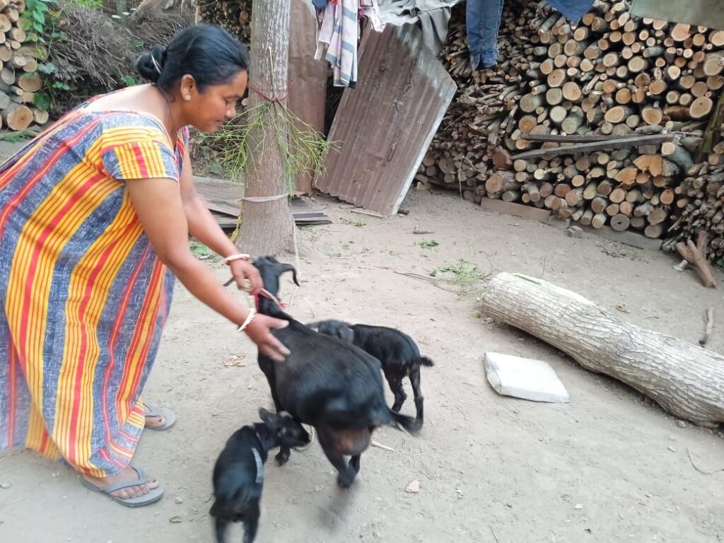 GOAT DISTRIBUTION.2